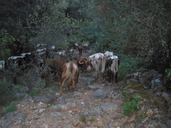 vacas02