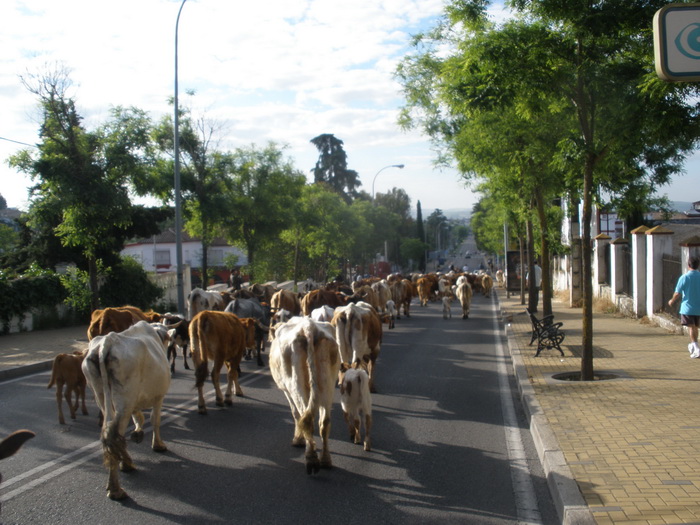 vacas02