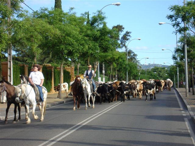 vacas02