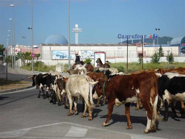 vacas02