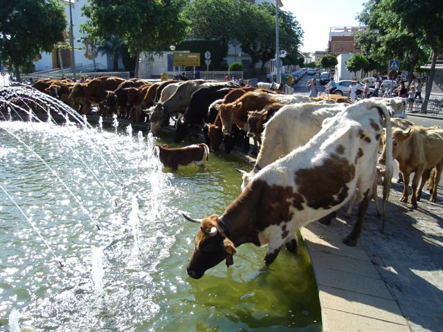 vacas02