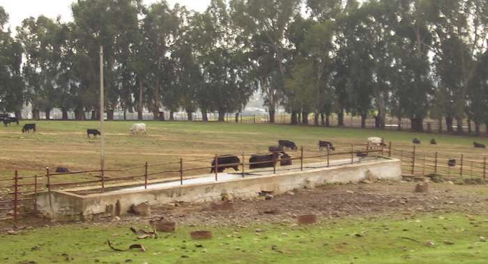 Fuente de la Gorgojuela